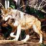 Wolf Am I