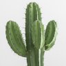 cactus2