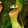 Pantropic