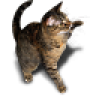 dvdrtrgn