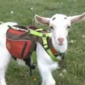 servicegoat