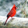 CanadianCardinal