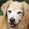 Dferdog
