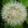 Dandelion1