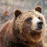 Squidiey