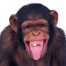DIY Monkey
