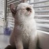 SuperCat_7