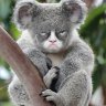 grumpykoala