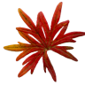 bigleaf