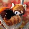 lesserpanda