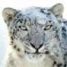 SnowLeopard2008