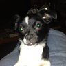 gildog