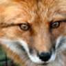 redfoxpro1