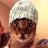 Gingahippy