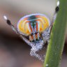 maratus