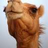 Crazy Camel