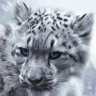 snowleopardxman
