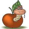 Codling moth