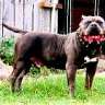 BigDogg
