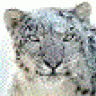 softpanther