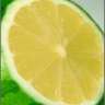 BitterMelon