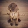 Crixus