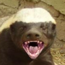 Honey Badger