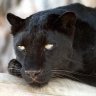 panthergpss