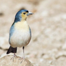 BlueFinch