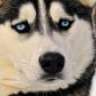 BlueHusky