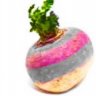 DriedTurnip