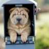 maildawg