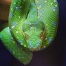 Afluitsnakes