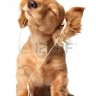 Dogmaster237