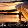 carpsafari