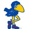 Jayhawk Raven