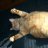thiscatisfat