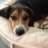 iBeagle