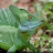 bustabesta