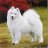 samoyeet