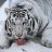 Snow Tiger