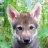 Wolf Puppy
