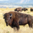 BuffaloBrown
