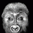 harrrytro