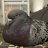 pigeonguy