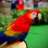 macanaw