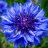 blueflower
