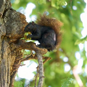 squirrel-0270-24-08-09.jpg