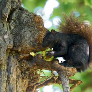 squirrel-0271-24-08-09.jpg