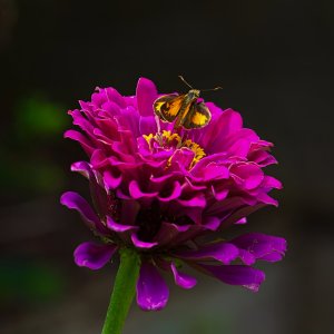 Flower With a Winged Visitor .jpeg